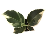 Ficus Elastica 'Tineke' (Kauçuk Çiçeği) thumbnail 2