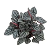 Peperomia Caperata 'Caracas' (Zümrüt Dalgası Çiçeği) thumbnail 2