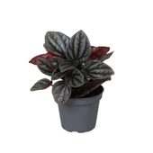 Peperomia Caperata 'Caracas' (Zümrüt Dalgası Çiçeği) thumbnail 1