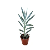 Senecio Serpens 'Blue Chalksticks' (Sukulent) thumbnail 1