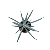 Senecio Serpens 'Blue Chalksticks' (Sukulent) thumbnail 2