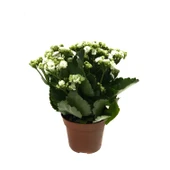 Kalanchoe Calandiva 'White' (Kalanşo Çiçeği) thumbnail 1