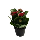 Kalanchoe Calandiva 'Red' (Kalanşo Çiçeği) thumbnail 1