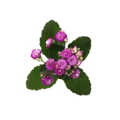 Kalanchoe Calandiva 'Purple' (Kalanşo Çiçeği) thumbnail 2