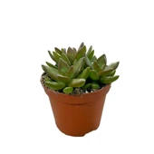 Sedum Adolphi (Sukulent) thumbnail 1