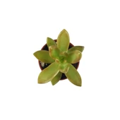 Sedum Adolphi (Sukulent) thumbnail 2