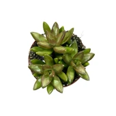 Sedum Adolphi (Sukulent) thumbnail 2