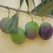 Susuzluğa Dayanıklı Sofralık Nizip Yağlık Zeytin Fidanı (10-20 CM) thumbnail 1
