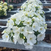 İri Çiçekli Sarkıcı Sarkan Fortado White Petunya Çiçeği Fidesi (1 Adet Fide) thumbnail 1