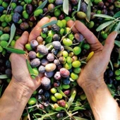 Susuzluğa Dayanıklı Sofralık Nizip Yağlık Zeytin Fidanı (10-20 CM) thumbnail 2