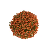 Nertera Granadensis 'Orange' (Mercan Boncuğu) thumbnail 2