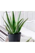 Alovera Çiçeği Fidanı Saksılı 10-20 cm thumbnail 1