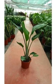 Starliçe Cennet Kuşu Strelitzia Nicolai Orta Boy 60-90 Cm thumbnail 1