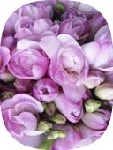 20 Adet Lila Frezya Soğanı Mis Kokulu Katmerli thumbnail 1