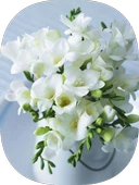 2 Adet Beyaz Frezya Soğanı Katmerli thumbnail 1