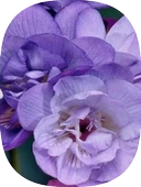 1 Adet Mor Frezya Soğanı Mis Kokulu Katmerli thumbnail 1