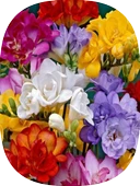 4 Adet Karışık Renk Frezya Soğanı Katmerli thumbnail 1