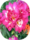 50 Adet Pembe Frezya Soğanı Mis Kokulu thumbnail 1