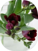 40 Adet Bordo Frezya Soğanı Katmerli thumbnail 1