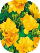 2 Adet Sarı Frezya Soğanı thumbnail 1