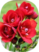 30 Adet Kırmızı Frezya Soğanı Mis Kokulu Katmerli thumbnail 1