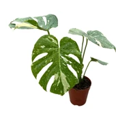 Monstera Deliciosa 'Thai Constellation' (Deve Tabanı) thumbnail 1