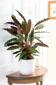 Calathea Rufibarba Wavestar Kalatya Dua Çiçeği Canlı Salon Bitkisi 20 - 40 Cm thumbnail 3