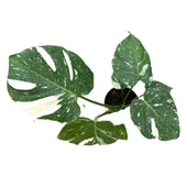 Monstera Deliciosa 'Thai Constellation' (Deve Tabanı) thumbnail 2