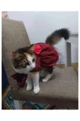 Gobo Kırmızı Siyah Kareli Papyonlu Dişi Kedi Köpek Kıyafeti Elbisesi thumbnail 6
