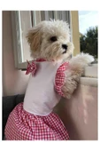 Gobo Pembe Kareli Papyonlu Dişi Kedi Köpek Kıyafeti Elbisesi Small/S/Beden 1 thumbnail 3