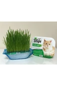 Bio PetActive Single Natural Kedi Çimi - 1