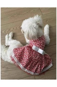 Gobo Beyaz Çiçek Desenli Fiyonklu Kırmızı Kedi Köpek Kıyafeti Elbisesi Medium/m/beden 2 - 4