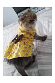 Gobo Arı Desenli Sarı Kedi Köpek Kıyafeti Elbisesi thumbnail 6
