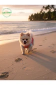 Gobo Yumuşacık Şeker Pembe Kedi ve Köpek Kıyafeti Elbisesi Farklı Modeller - XS, S, M, L Beden - 2