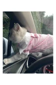 Gobo Kurdeleli Pembe Dişi Gömlek Kedi Köpek Kıyafeti Elbisesi Small/s/beden 1 - 2