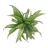 Dracaena Fragrans 'Warneckei' thumbnail 2
