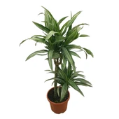 Dracaena Fragrans 'Warneckei' thumbnail 1