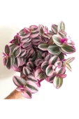 Mor Telgraf Çiçeği Nanouk Zebrina Sukulent 10-20 cm thumbnail 1