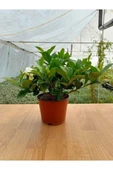 Gardenya Çiçeği Gardenia Jasminoides Fidanı 10-20 cm thumbnail 2