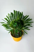 Pachypodium Lamerei Cristata Madagaskar Palmiyesi Koleksiyonluk - 2