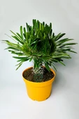 Pachypodium Lamerei Cristata Madagaskar Palmiyesi Koleksiyonluk - 1