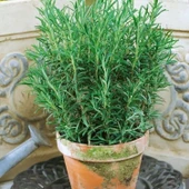 Nane Çay İçin Uygun Aromatik Saksılık Abraxas Baharatlık Biberiye Fidesi (2 adet) - 1