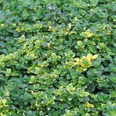 Aromatik Lemon Cascata Yayılıcı Kekik Fidesi (1 adet) thumbnail 1