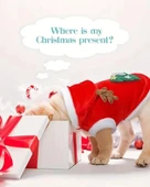 Noel Baba Geyiği Köpek Kostümü – Küçük Irk Evcil Hayvanlar İçin Polyester Kapüşonlu Çıtçıtlı Fleece Tatil Kıyafeti thumbnail 6