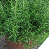 Nane Çay İçin Uygun Aromatik Saksılık Abraxas Baharatlık Biberiye Fidesi (2 adet) - 2