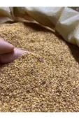 SUSAM (KÜNCÜ) 500 GR - 3