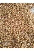 Kişniş Tohumu 100 gr - 1