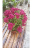 Kasımpatı Krizantem, (Chrysanthemum) Çiçeği Pembe 10-20 cm thumbnail 1