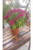 Kasımpatı Krizantem, (Chrysanthemum) Çiçeği Pembe 10-20 cm thumbnail 2