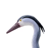 Balıkçıl Mühresi - 3 Boyutlu Gerçekçi Tasarım - Savage - HDD 002 - 4